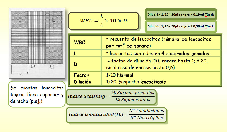 recuento de leucocitos en camara de neubauer formula